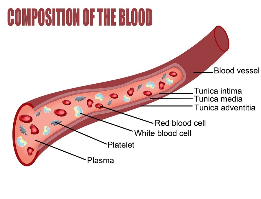 Composition Of The Blood