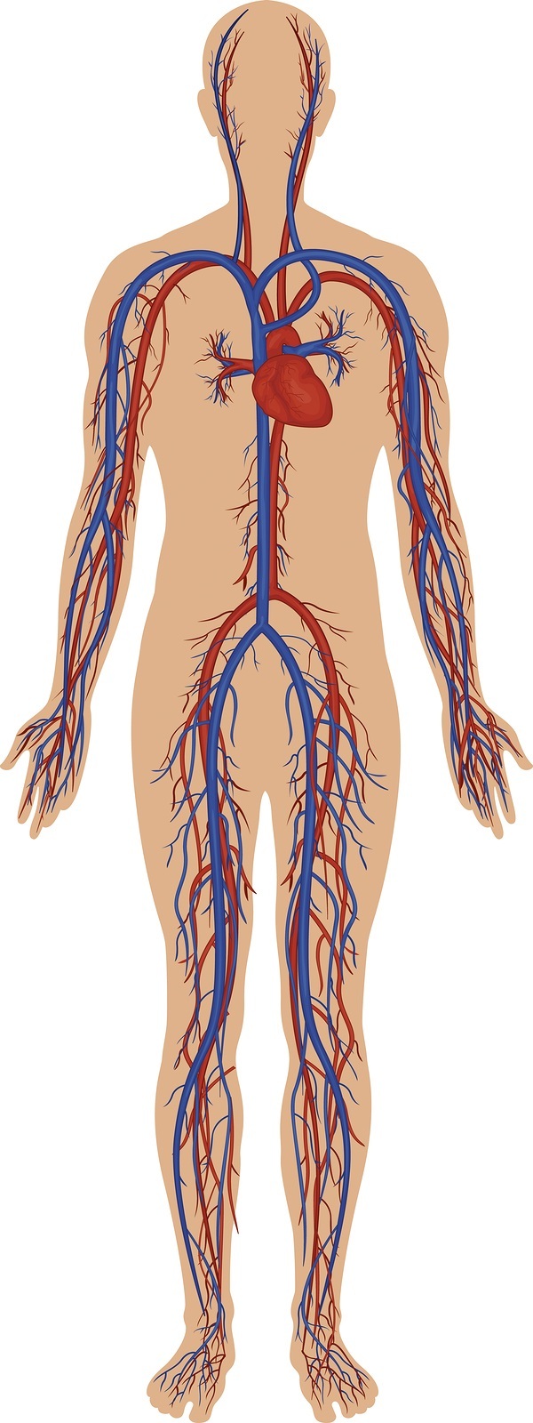 High detail illustration of the human circulatory system