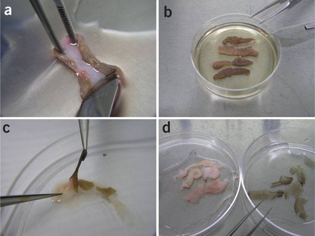 Foreskin-Cut-and-Peeled-For-Research-To-Isolate-Cells