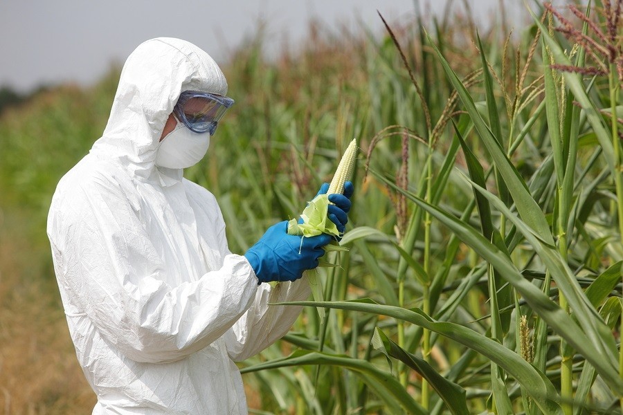 Mexico’s Proposed Ban on GM Corn Angers the U.S. and Canada Toxic-gmo-glyphosate-corn1
