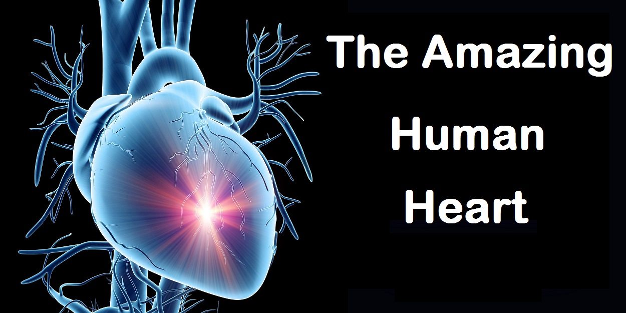 The Brain Myth: Your Intellect and Thoughts Originate in Your Heart, Not Your Brain The-amazing-human-heart