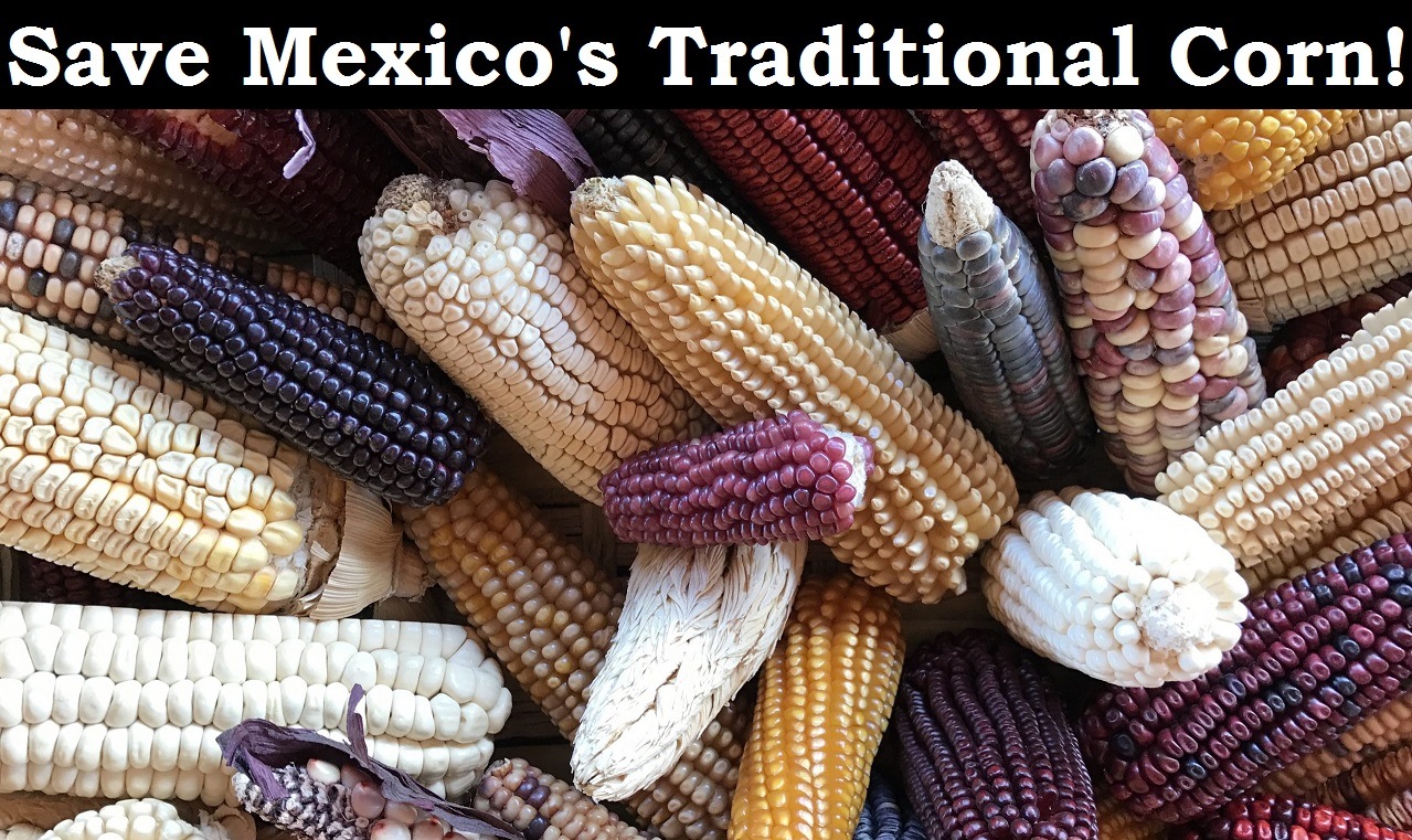 Mexico’s Proposed Ban on GM Corn Angers the U.S. and Canada Save-mexicos-traditional-corn