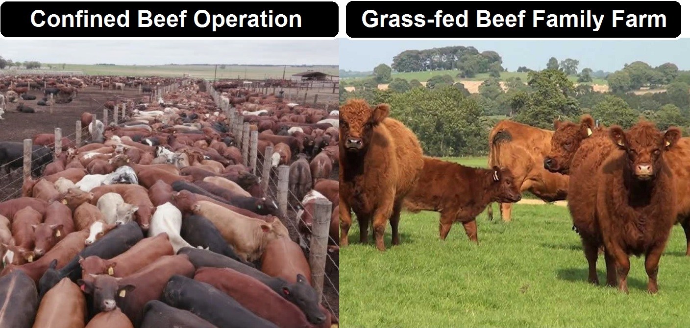 Feedlot Cattle Vs Grass Fed
