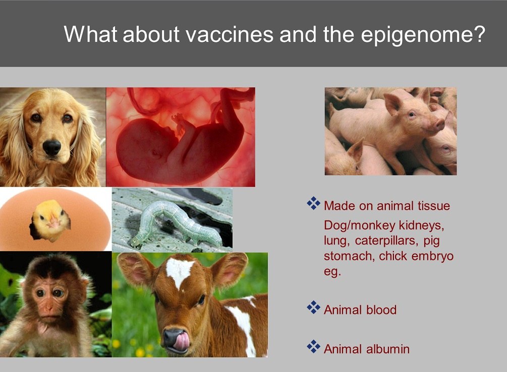 vaccines-animal-DNA