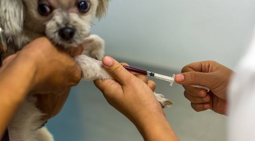 Dog mixed breed with Shih-Tzu Pomeranian and Poodle beige color get vaccinated against every year by veterinarian at hospital for pet