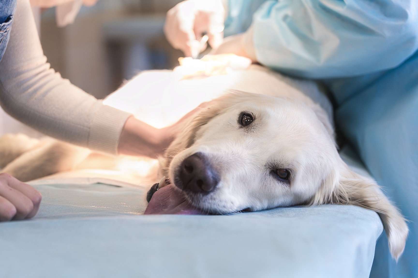 Ill golden retriever on operating table in veterinarian's clinic