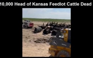 10,000 Head of Kansas Feedlot Cattle Reportedly Dead